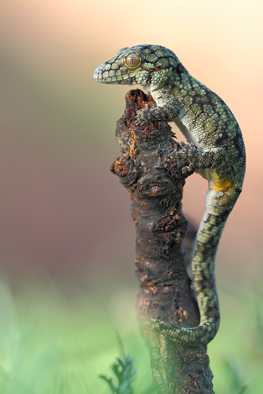 Eurydactylodes agricolae