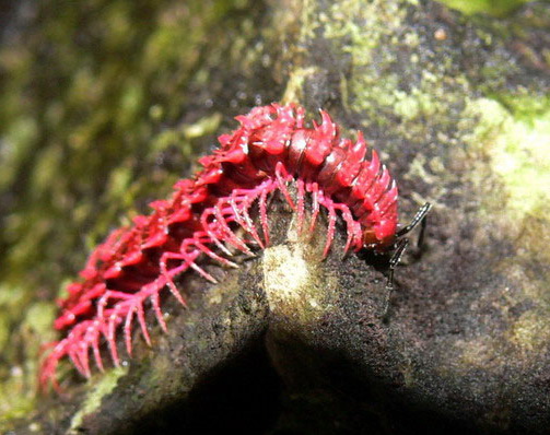 Desmoxytes dragon millipede